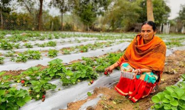 Vedanta’s “Project Sangam” empowers Kalahandi farmers through strawberry cultivation